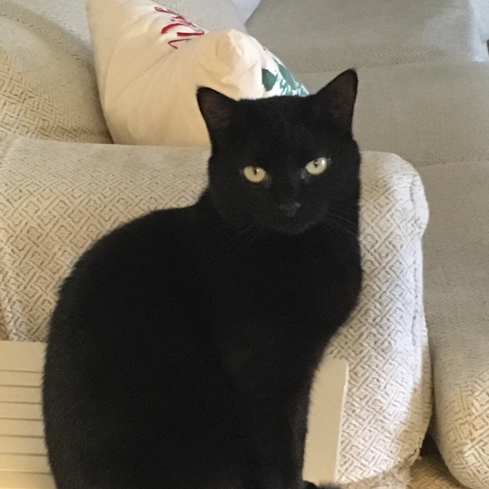 Meet your Posher, Lori